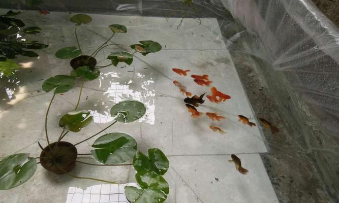 金鱼不喂食的原因及相关问题解析（为什么金鱼不吃食物？如何正确喂养金鱼？） - 悠悠酷狗网