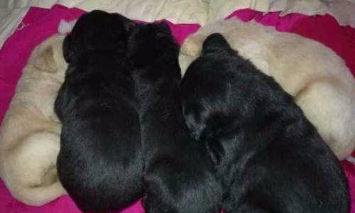 母狗怀孕流黑色液体的原因及处理方法（为什么母狗怀孕会出现流黑色液体？如何正确处理 - 悠悠酷狗网