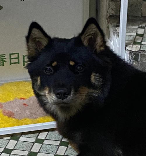 母狗怀孕流黑色液体的原因及处理方法（为什么母狗怀孕会出现流黑色液体？如何正确处理？）(图3)