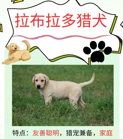 选择合适的狗进行狩猎（猎犬品种、特性与培训） - 悠悠酷狗网