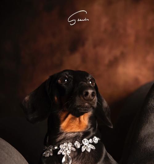 母狗怀孕流黑色液体的原因及处理方法（为什么母狗怀孕会出现流黑色液体？如何正确处理？）(图2)