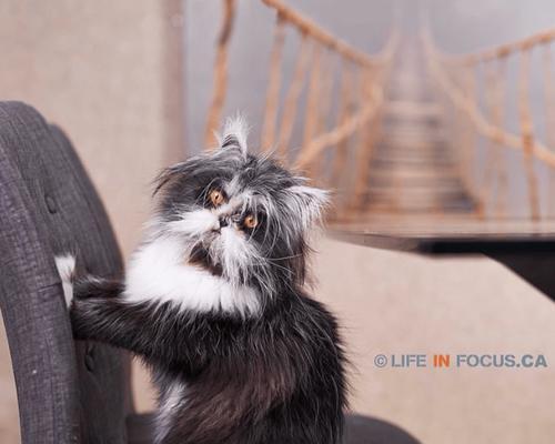 波斯猫毛的生长周期和如何使其快速长齐（探索波斯猫毛的成长过程和护理方法，让它长出华丽而健康的毛发）(图2)