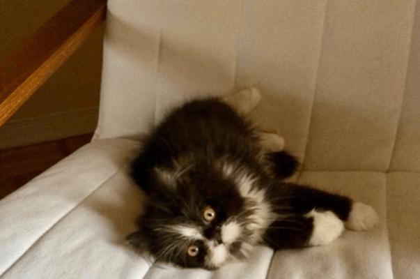 波斯猫毛的生长周期和如何使其快速长齐（探索波斯猫毛的成长过程和护理方法，让它长出华丽而健康的毛发）(图3)