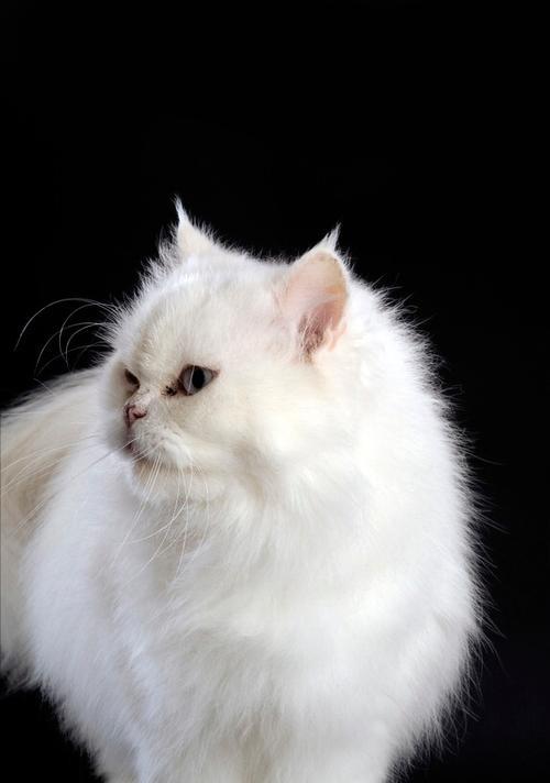 波斯猫毛的生长周期和如何使其快速长齐（探索波斯猫毛的成长过程和护理方法，让它长出 - 悠悠酷狗网