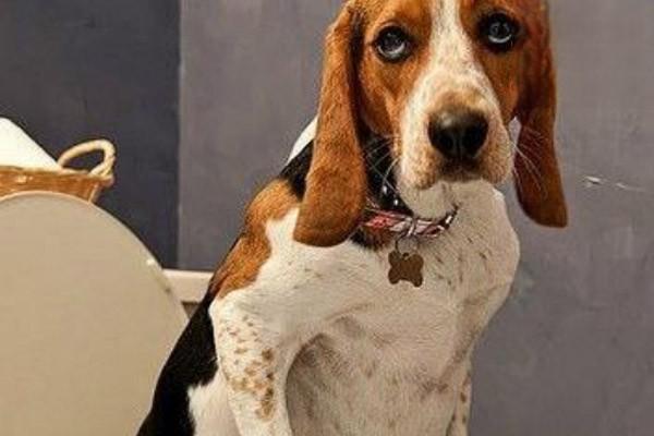 犬猫糖尿病 - 悠悠酷狗网