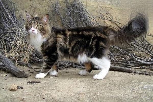 犬猫糖尿病(图2)