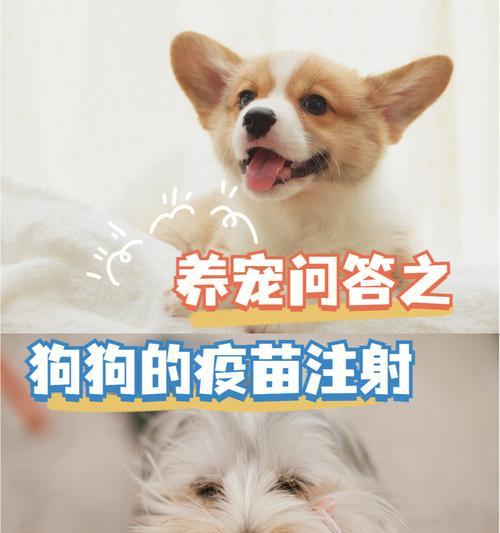 狗狗疫苗前的注意事项（保护宠物狗健康的关键） - 悠悠酷狗网