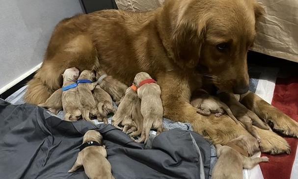 小狗怀孕20多天的是什么？（揭秘小狗早期怀孕的迹象和护理方法） - 悠悠酷狗网