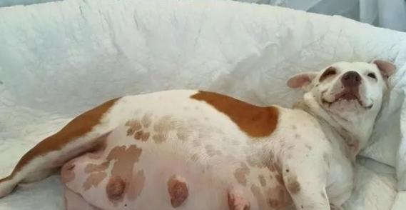 小狗怀孕20多天的是什么？（揭秘小狗早期怀孕的迹象和护理方法）(图3)