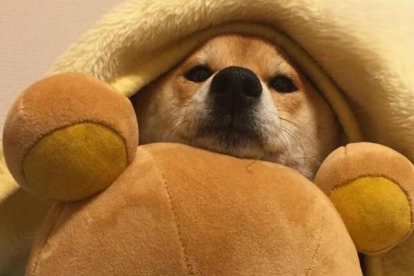 母犬低血糖症(图2)