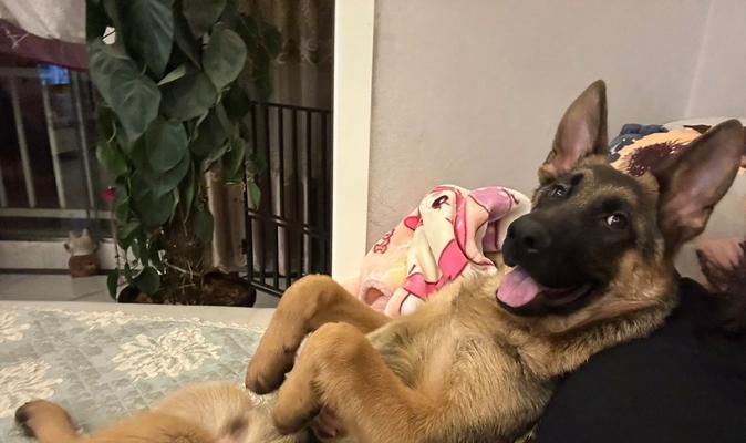 狗的坐姿揭示了它们的情感和行为状态(通过狗的坐姿解读它们的内心世界)(图3) 狗的坐姿揭示了它们的情感和行为状态(通过狗的坐姿解读它们的内心世界)(图3)