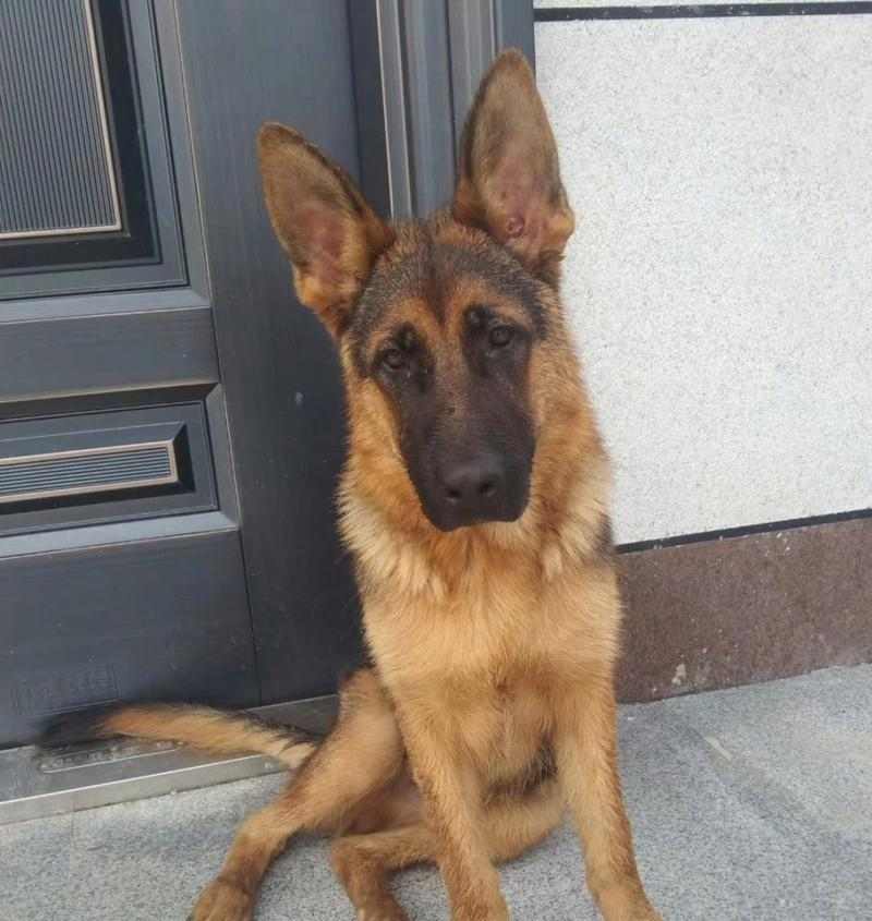 狗的坐姿揭示了它们的情感和行为状态(通过狗的坐姿解读它们的内心世界)(图1) 狗的坐姿揭示了它们的情感和行为状态(通过狗的坐姿解读它们的内心世界)(图1)