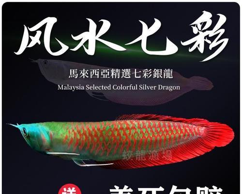 龙鱼的水质要求及如何维护(了解龙鱼的理想水质条件,保证它们健康成长)(图1) 龙鱼的水质要求及如何维护(了解龙鱼的理想水质条件,保证它们健康成长)(图1)