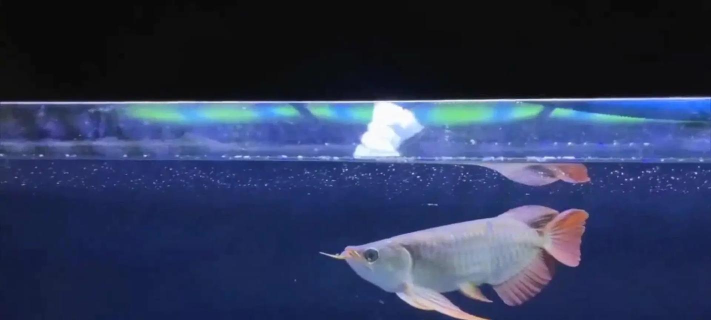 龙鱼的水质要求及如何维护(了解龙鱼的理想水质条件,保证它们健康成长)(图3) 龙鱼的水质要求及如何维护(了解龙鱼的理想水质条件,保证它们健康成长)(图3)