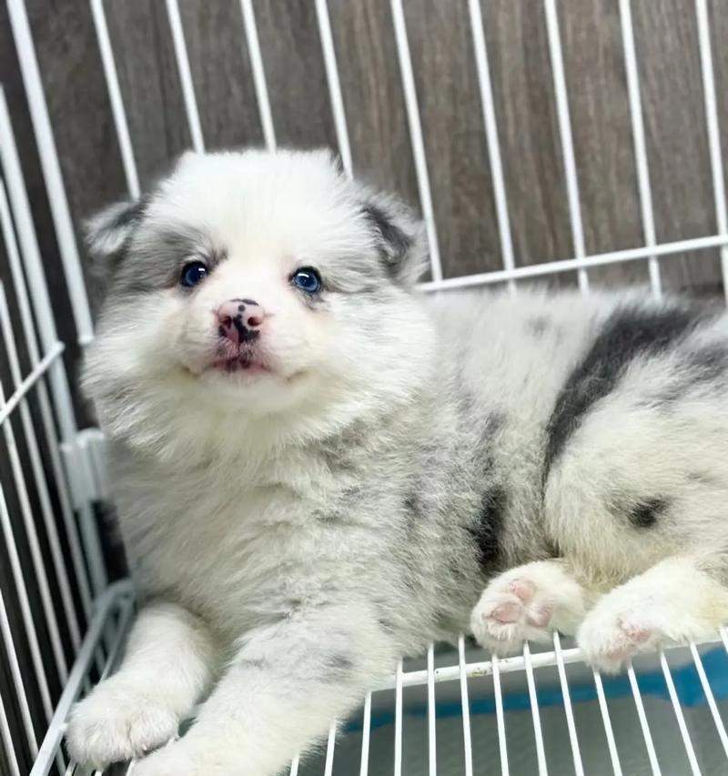 边牧眼睛红,可能的原因及解决方法(了解边牧眼睛红的问题及如何保护它们的视力)(图3) 边牧眼睛红,可能的原因及解决方法(了解边牧眼睛红的问题及如何保护它们的视力)(图3)