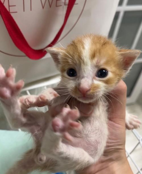 小猫夜里不停叫的原因(探究小猫夜里不停叫的真相,揭示背后的动机和解决方法)(图2) 小猫夜里不停叫的原因(探究小猫夜里不停叫的真相,揭示背后的动机和解决方法)(图2)