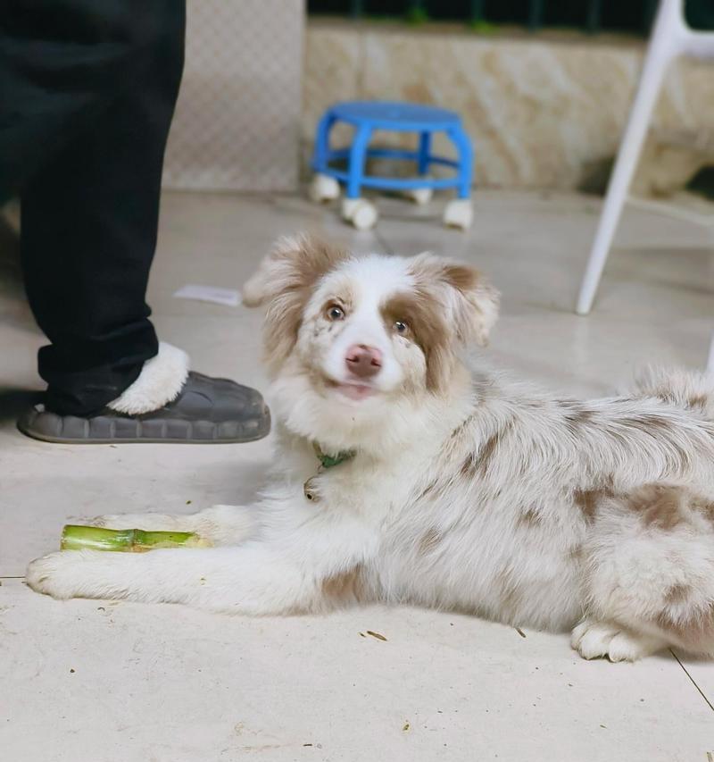 边牧眼睛红,可能的原因及解决方法(了解边牧眼睛红的问题及如何保护它们的视力)(图2) 边牧眼睛红,可能的原因及解决方法(了解边牧眼睛红的问题及如何保护它们的视力)(图2)