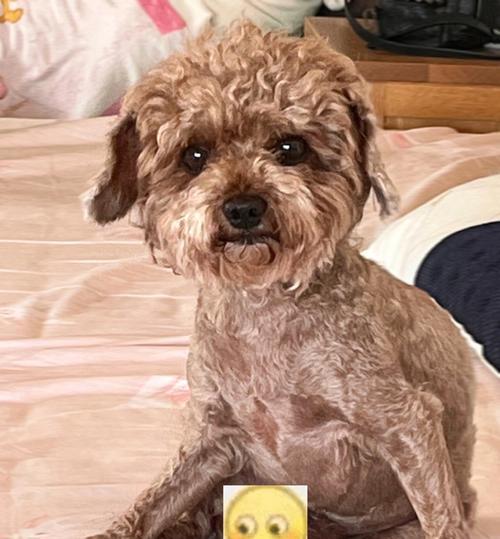 狗的坐姿揭示了它们的情感和行为状态(通过狗的坐姿解读它们的内心世界)(图2) 狗的坐姿揭示了它们的情感和行为状态(通过狗的坐姿解读它们的内心世界)(图2)