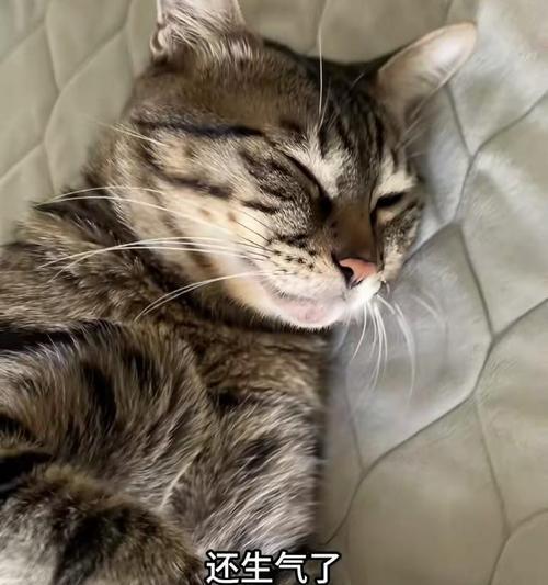 小猫夜里不停叫的原因（探究小猫夜里不停叫的真相，揭示背后的动机和解决方法） - 悠悠酷狗网