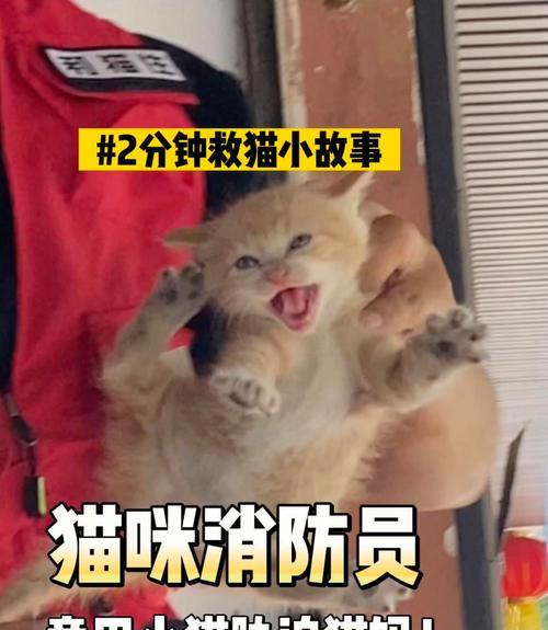 替代猫奶的健康选择(以豆奶为主的猫咪饮食变革)(图2) 替代猫奶的健康选择(以豆奶为主的猫咪饮食变革)(图2)