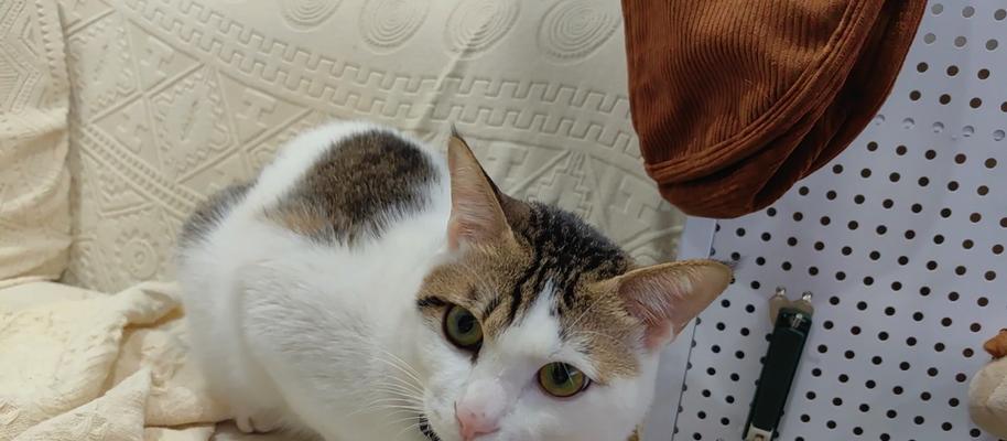 小猫夜里不停叫的原因(探究小猫夜里不停叫的真相,揭示背后的动机和解决方法)(图3) 小猫夜里不停叫的原因(探究小猫夜里不停叫的真相,揭示背后的动机和解决方法)(图3)