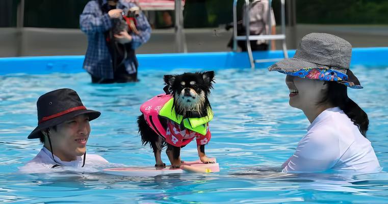 狗幼仔适合洗澡的时间？（正确的洗澡时间可以让幼仔健康快乐成长） - 悠悠酷狗网