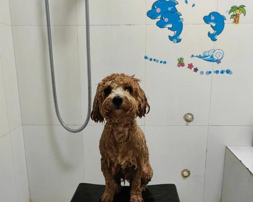 狗幼仔适合洗澡的时间?(正确的洗澡时间可以让幼仔健康快乐成长)(图3) 狗幼仔适合洗澡的时间?(正确的洗澡时间可以让幼仔健康快乐成长)(图3)