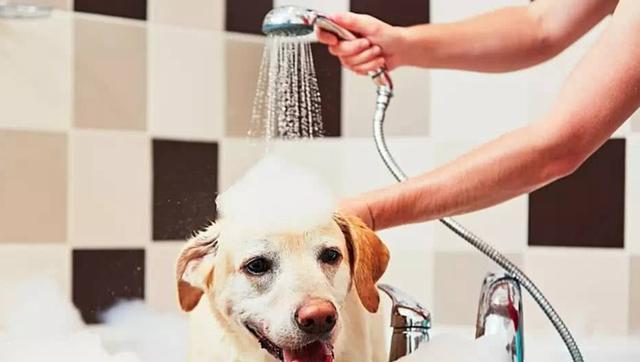 狗幼仔适合洗澡的时间?(正确的洗澡时间可以让幼仔健康快乐成长)(图2) 狗幼仔适合洗澡的时间?(正确的洗澡时间可以让幼仔健康快乐成长)(图2)