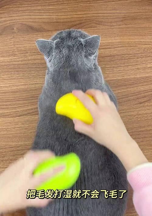 猫咪梳毛的好处(保持猫咪的健康与美丽)(图3) 猫咪梳毛的好处(保持猫咪的健康与美丽)(图3)