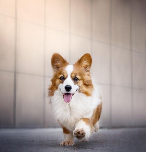 博美犬禁食食品大揭秘(从头到尾告诉你博美犬不能吃什么)(图3) 博美犬禁食食品大揭秘(从头到尾告诉你博美犬不能吃什么)(图3)