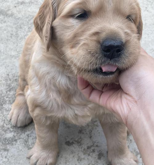 金毛配种空窝的原因及解决方法（了解金毛配种空窝的原因，探索解决之道）(图1)