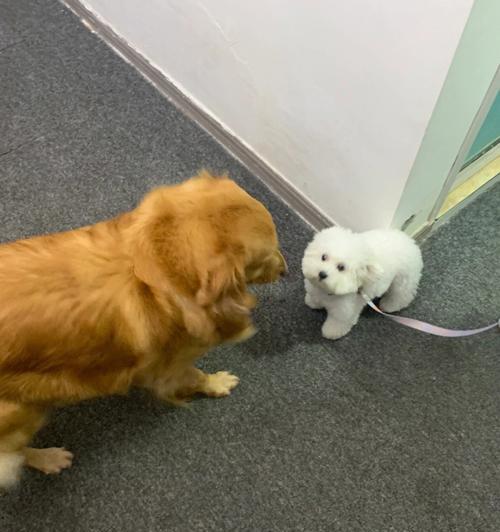 金毛配种空窝的原因及解决方法（了解金毛配种空窝的原因，探索解决之道）(图3)