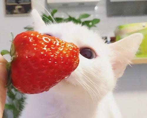 小猫的水果餐（了解适合小猫食用的水果种类及注意事项）(图3)