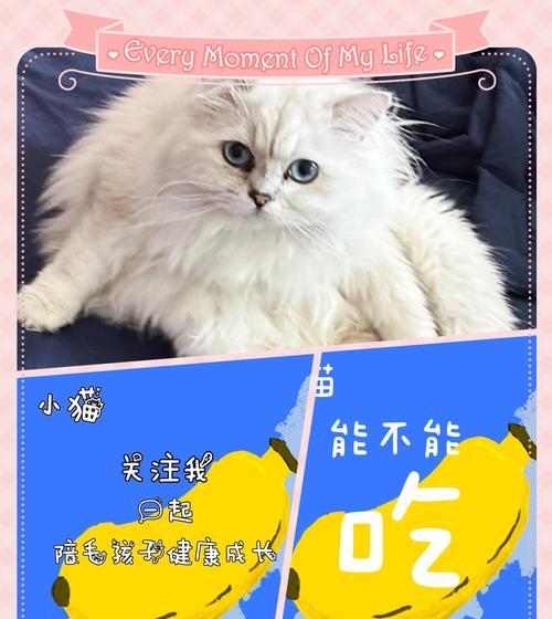 小猫的水果餐（了解适合小猫食用的水果种类及注意事项） - 悠悠酷狗网