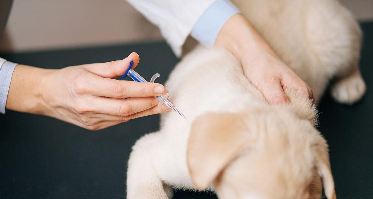 养狗必须打的育苗，你知道几种？（了解育苗，让你的爱犬健康成长）(图3)