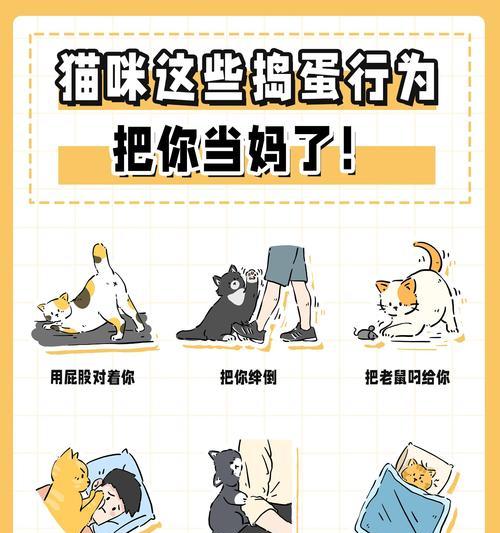 母猫快生了，准备工作要做好（如何为快要分娩的母猫做好准备？）(图2)