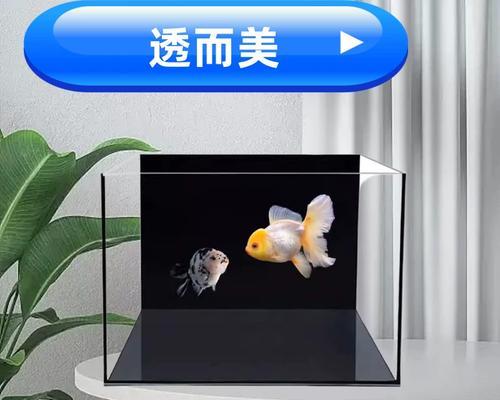 黑背的魅力(黑背之美尽显神秘、优雅与力量)(图2) 黑背的魅力(黑背之美尽显神秘、优雅与力量)(图2)