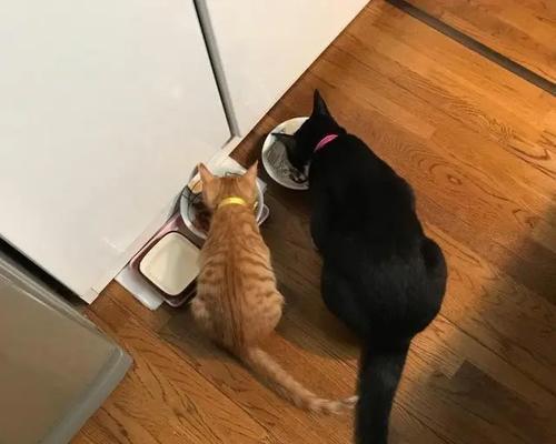 抓住猫的颈部为什么能使其一动不动？（颈部控制）(图3)