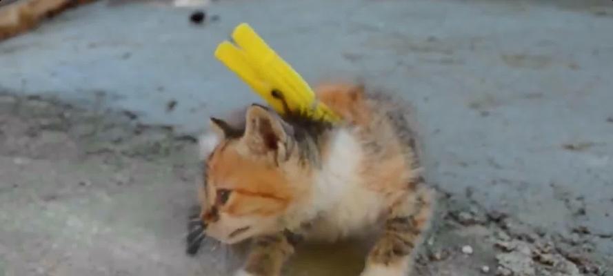 抓住猫的颈部为什么能使其一动不动？（颈部控制） - 悠悠酷狗网