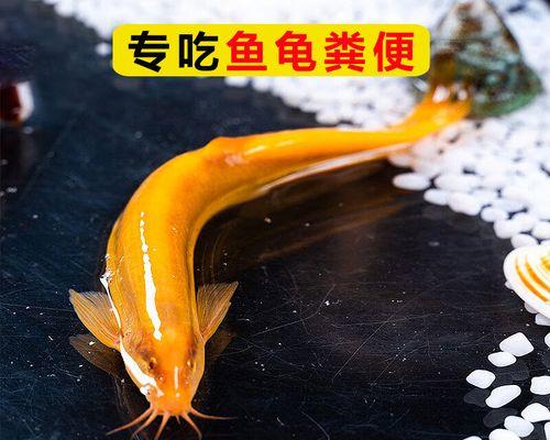 地图鱼拉的粪便是什么样的？（探索地图鱼粪便的外观特征与意义）(图1)