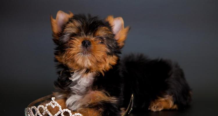 黑背的魅力(黑背之美尽显神秘、优雅与力量)(图1) 黑背的魅力(黑背之美尽显神秘、优雅与力量)(图1)