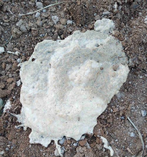 地图鱼拉的粪便是什么样的？（探索地图鱼粪便的外观特征与意义）(图2)