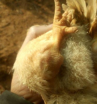 地图鱼拉的粪便是什么样的？（探索地图鱼粪便的外观特征与意义）(图3)