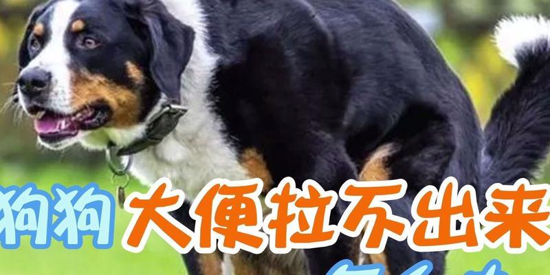 解析为什么狗大便多？（探究狗大便频繁的原因及相关健康问题） - 悠悠酷狗网