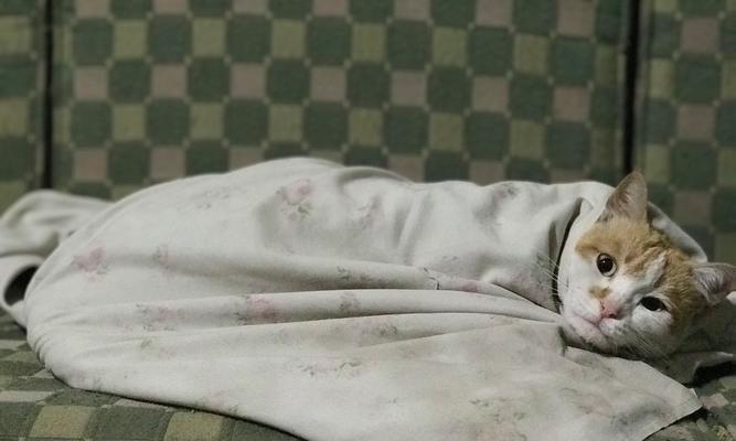 母猫快生了，准备工作要做好（如何为快要分娩的母猫做好准备？） - 悠悠酷狗网