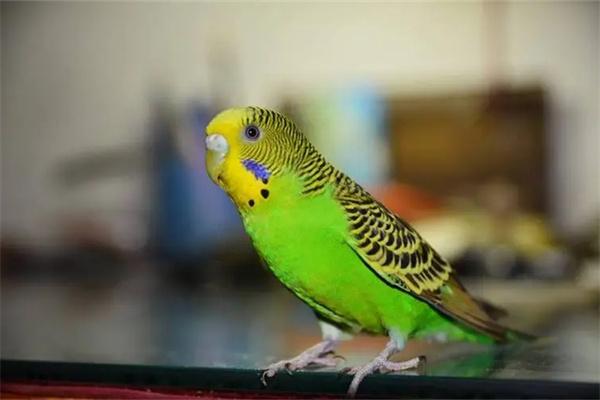 虎皮鹦鹉怎么洗澡？(图1)