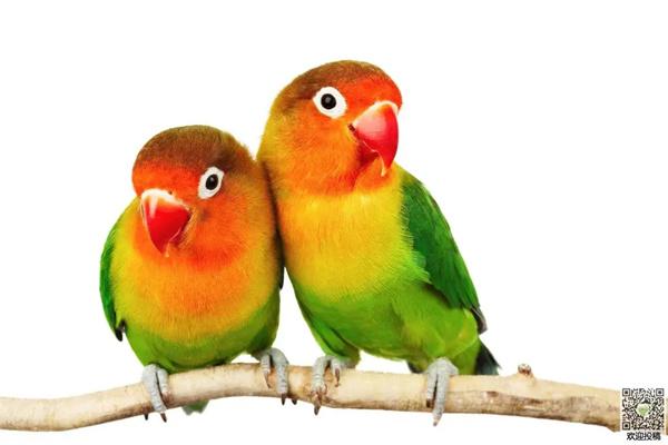 怎么判断虎皮鹦鹉的年龄？(图1)