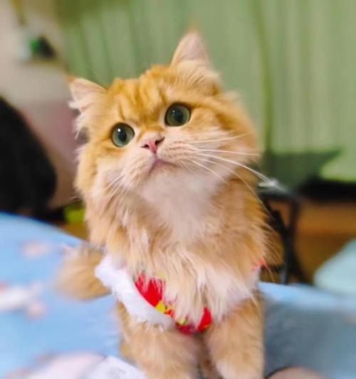 猫咪挑食原因解析及有效解决方法指南(图3)