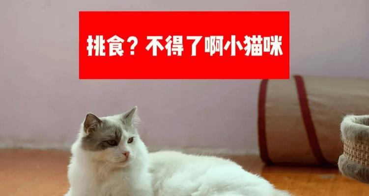 猫咪挑食原因解析及有效解决方法指南(图2)