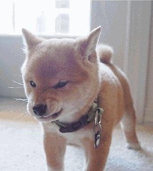 预防狗咬人事件的有效方法与行为指导(图2)